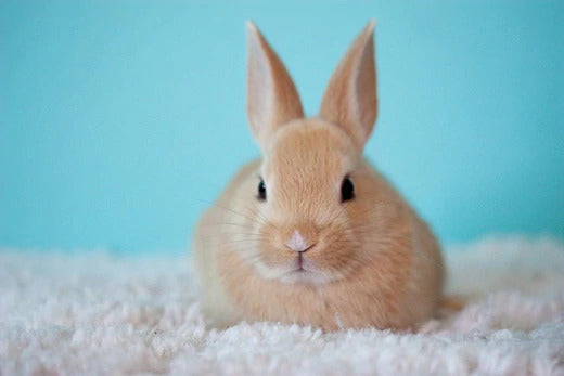 CIEL Skincare Achieves Vegan and Cruelty-Free Accreditation from PETA