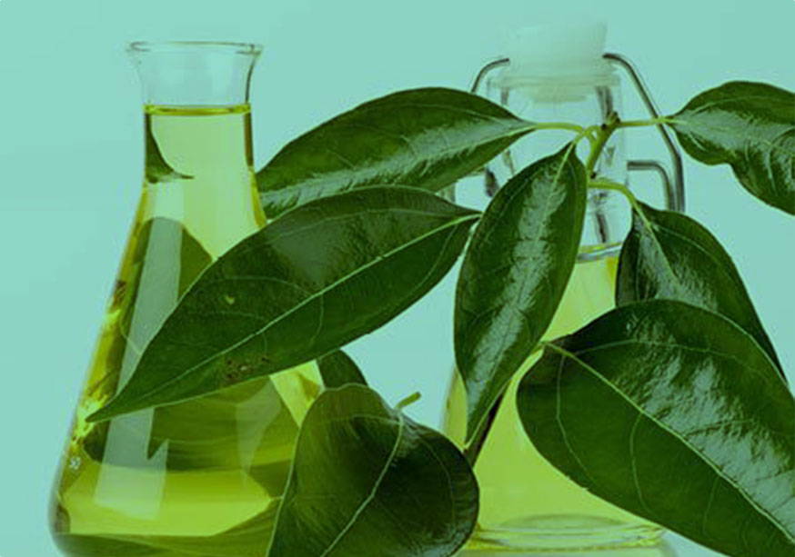 Camphor Oil