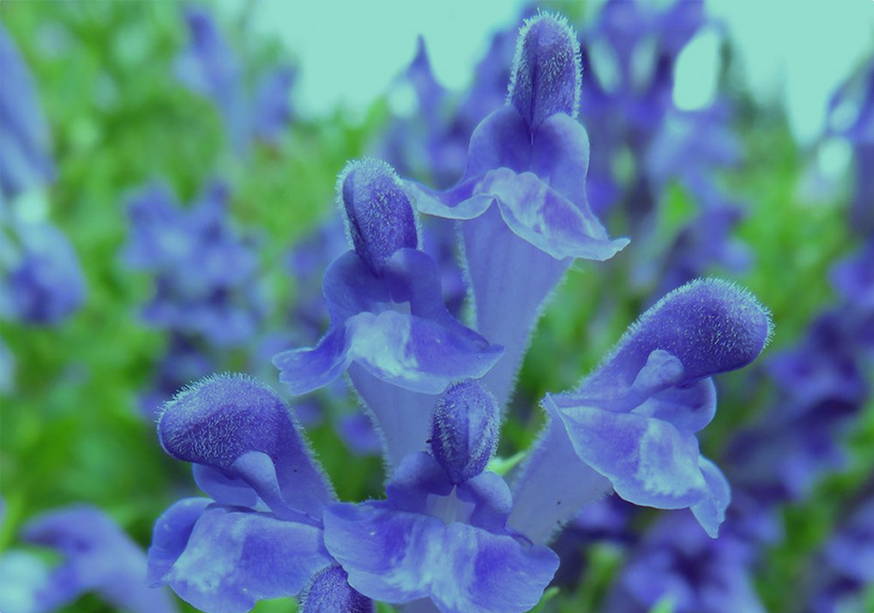 Chinese Skullcap