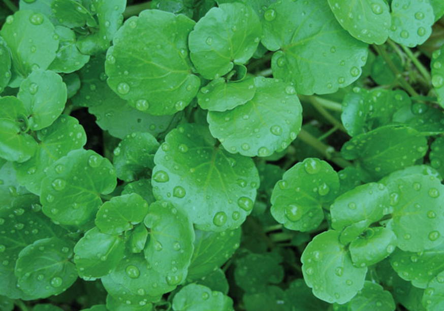 
Watercress