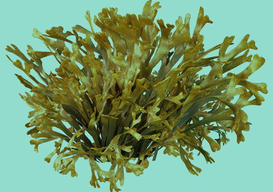 Brown Algae
