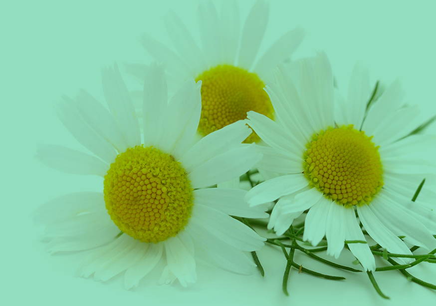Chamomile Extract