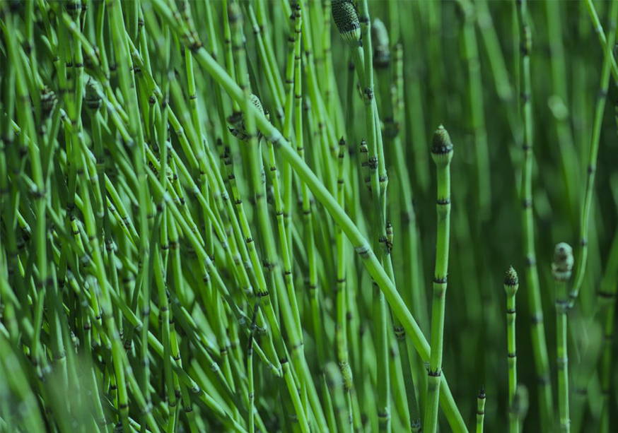 Horsetail Extract