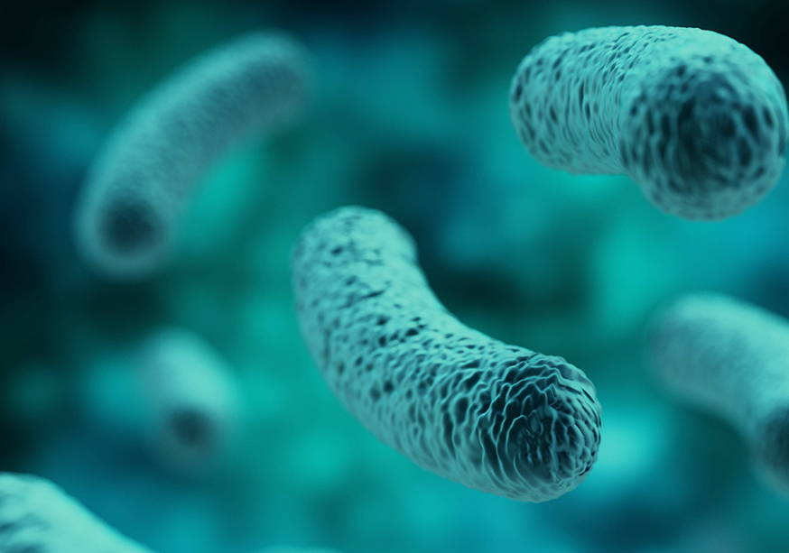 Lactobacillus