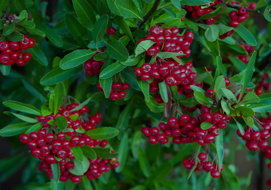 Natural Arbutin