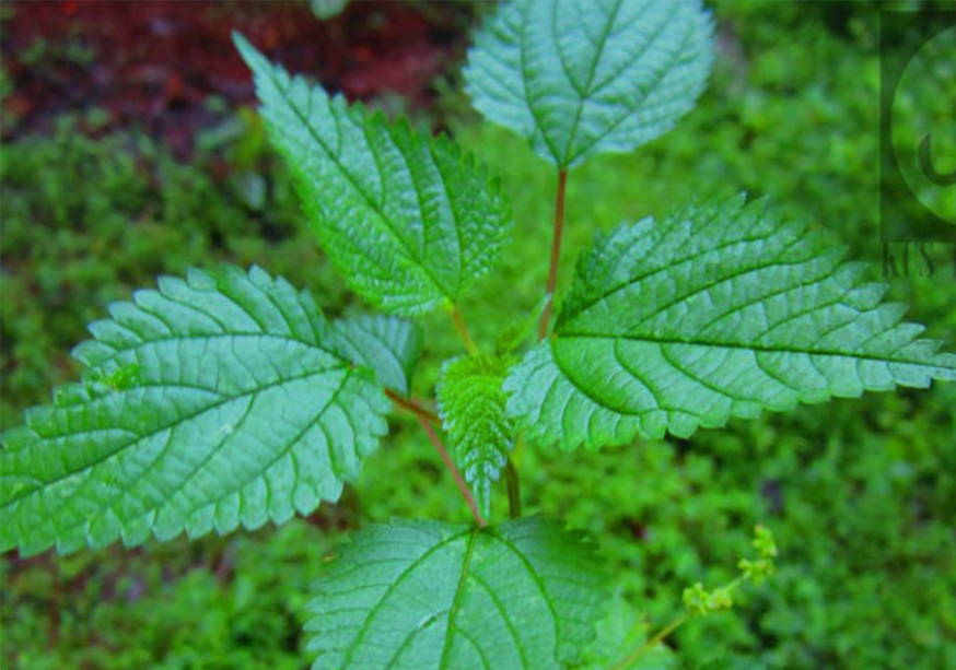 Nettle Leaf