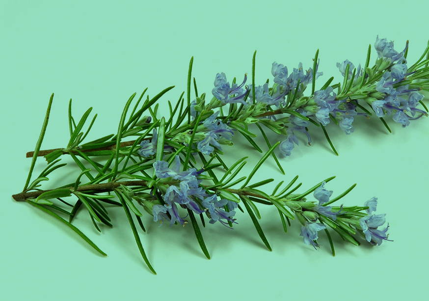 Rosemary
