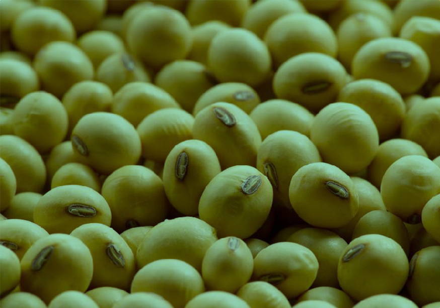 Soybean Seed